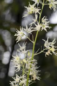 Attēlu rezultāti vaicājumam “Echinocystis lobata flower”