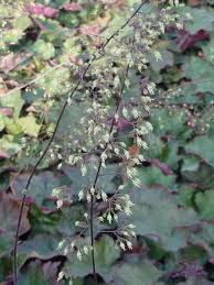 Image result for Heuchera `Palace Purple`