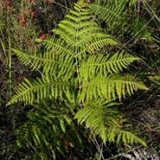 Attēlu rezultāti vaicājumam “Palustriella falcata”