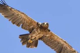 Attēlu rezultāti vaicājumam “Aquila pomarina adult”