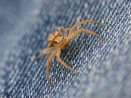 Attēlu rezultāti vaicājumam “Xysticus ulmi adult”