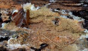 Attēlu rezultāti vaicājumam “Phlebia rufa”