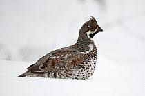 Attēlu rezultāti vaicājumam “Bonasa bonasia eggs”