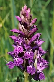 Attēlu rezultāti vaicājumam “Dactylorhiza majalis subsp. baltica bud”