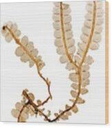 Attēlu rezultāti vaicājumam “Chiloscyphus polyanthos”