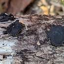 Attēlu rezultāti vaicājumam “Biscogniauxia repanda”