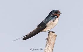 Attēlu rezultāti vaicājumam “Hirundo rustica adult”