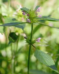 Attēlu rezultāti vaicājumam “Galeopsis tetrahit”