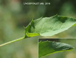 Attēlu rezultāti vaicājumam “Hieracium murorum leaf”