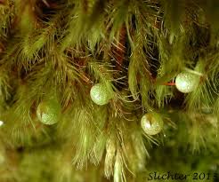 Attēlu rezultāti vaicājumam “Bartramia pomiformis”