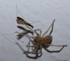 Attēlu rezultāti vaicājumam “Cheiracanthium sp.”