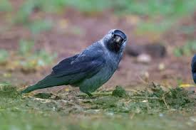 Attēlu rezultāti vaicājumam “Corvus monedula”