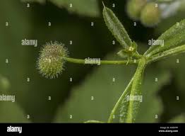 Attēlu rezultāti vaicājumam “Galium aparine fruit”