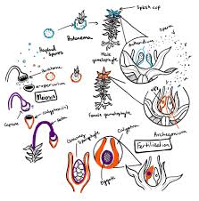 Attēlu rezultāti vaicājumam “Tetraphis pellucida sporophyte”