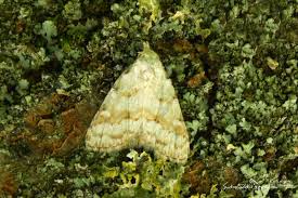 Attēlu rezultāti vaicājumam “Nola aerugula”