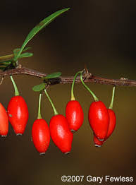 Attēlu rezultāti vaicājumam “Berberis thunbergii fruit”