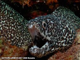 Image result for Gymnothorax moringa