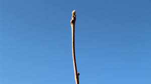 Attēlu rezultāti vaicājumam “Sorbus aucuparia bud”