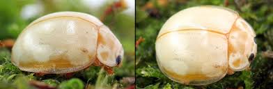 Attēlu rezultāti vaicājumam “Calvia decemguttata”