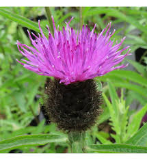 Image result for Centaurea nigra