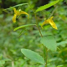 Attēlu rezultāti vaicājumam “Impatiens noli-tangere leaf”