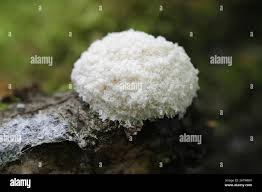 Attēlu rezultāti vaicājumam “Fuligo septica var. candida”