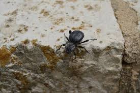 Attēlu rezultāti vaicājumam “Blaps mortisaga”