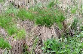 Attēlu rezultāti vaicājumam “Carex cespitosa”