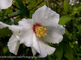 Attēlu rezultāti vaicājumam “Philadelphus lemoinei flower”