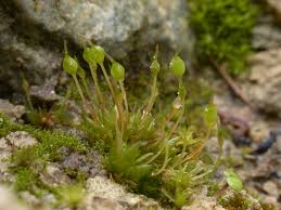 Attēlu rezultāti vaicājumam “Physcomitrium pyriforme sporophyte”