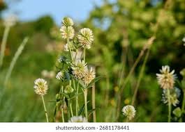 Attēlu rezultāti vaicājumam “Trifolium montanum flower”