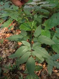 Attēlu rezultāti vaicājumam “Chaerophyllum aromaticum”