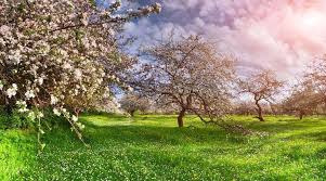 Image result for 春粒