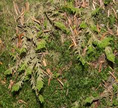 Attēlu rezultāti vaicājumam “Thuidium delicatulum”