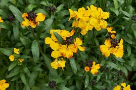 Image result for Cheiranthus cheiri