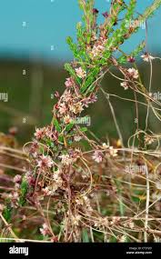 Attēlu rezultāti vaicājumam “Cuscuta epithymum subsp. trifolii flower”