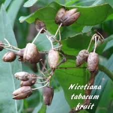 Attēlu rezultāti vaicājumam “Nicotiana tabacum fruit”