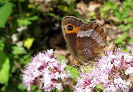 Attēlu rezultāti vaicājumam “Erebia aethiops”