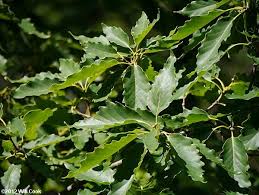 Attēlu rezultāti vaicājumam “Quercus”