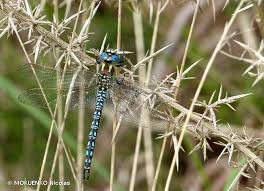 Attēlu rezultāti vaicājumam “Brachytron pratense”