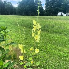 Image result for Alcea rugosa