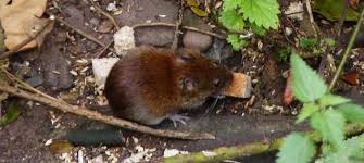 Attēlu rezultāti vaicājumam “Myodes glareolus”