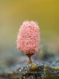 Attēlu rezultāti vaicājumam “Craterium minutum stalked”