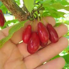 Attēlu rezultāti vaicājumam “Cornus mas fruit”