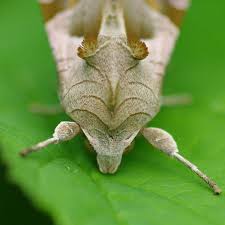 Attēlu rezultāti vaicājumam “Phlogophora meticulosa”