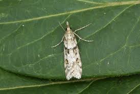 Attēlu rezultāti vaicājumam “Psococerastis gibbosa”