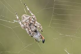 Attēlu rezultāti vaicājumam “Araneus angulatus”