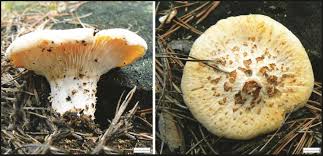 Attēlu rezultāti vaicājumam “Lentinus lepideus”