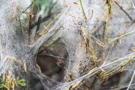 Attēlu rezultāti vaicājumam “Yponomeuta malinellus / cagnagella larva”