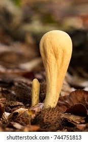 Attēlu rezultāti vaicājumam “Clavariadelphus pistillaris”